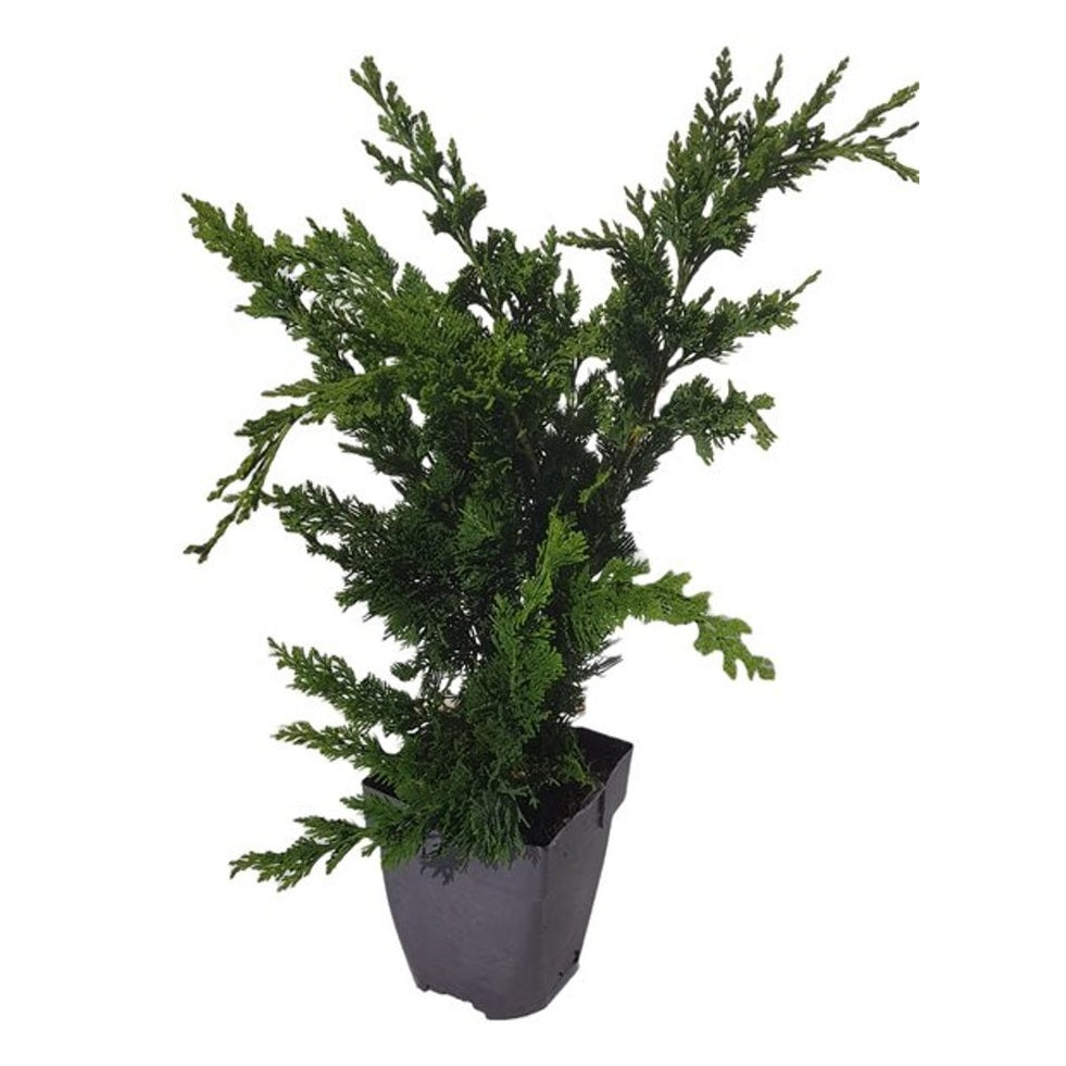 Ädelcypress – Chamaecyparis lawsoniana 'Wisselii' - C2